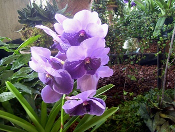 Foto von zweifarbig blaue Orchideen